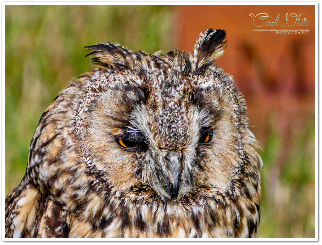 Long-Eared Owl by carolmw
