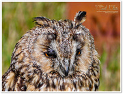 1st Jul 2015 - Long-Eared Owl