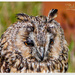 Long-Eared Owl by carolmw
