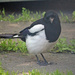Eurasian magpie (Pica pica) - Harakka, Skata by annelis