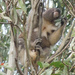 boys by koalagardens