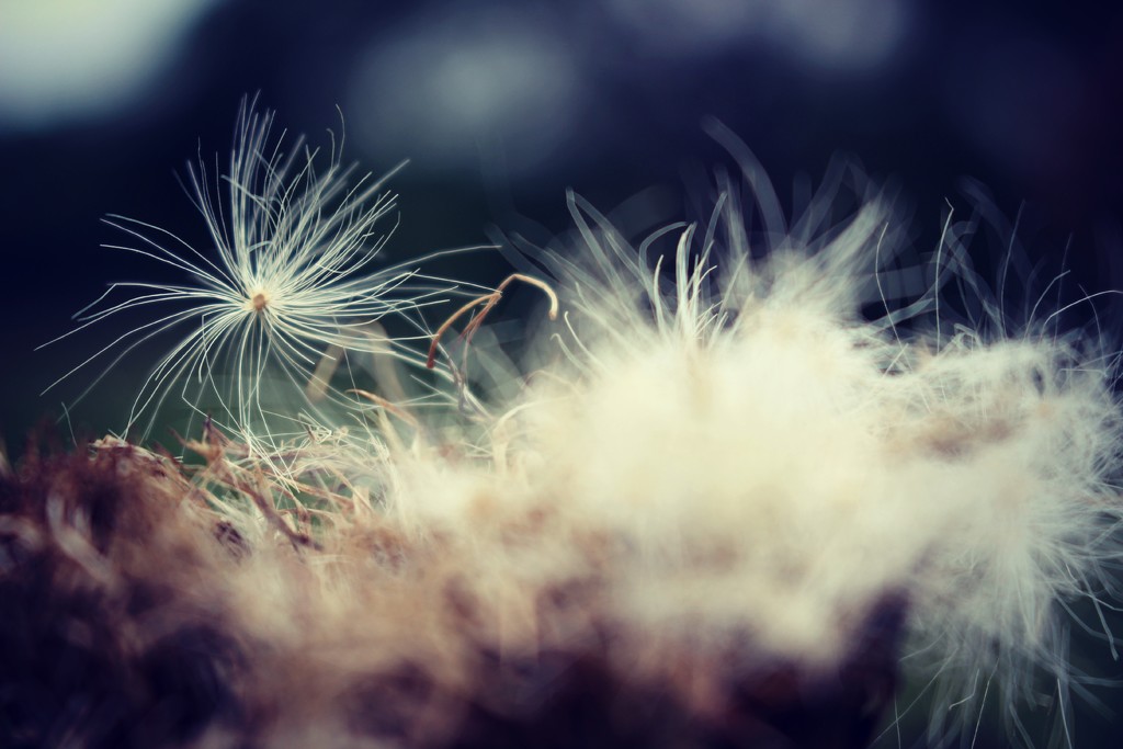 Thistle Down by juliedduncan