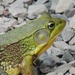 Froggie by sunnygreenwood