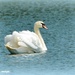 Beautiful swan by rosiekind