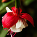 Fuchsia by elisasaeter