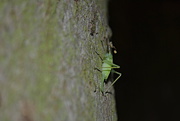 12th May 2015 - Green Bug