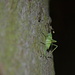 Green Bug by stephomy