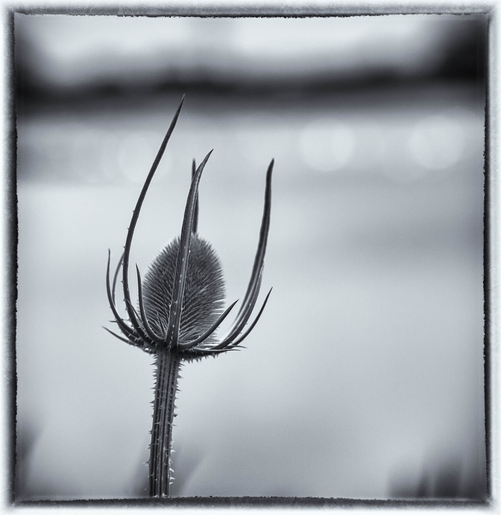 1st July 2015    -Teasel by pamknowler