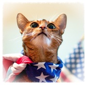 1st Jul 2015 - Proud to be an American...Abyssinian