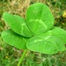 Five leaf clover by julienne1