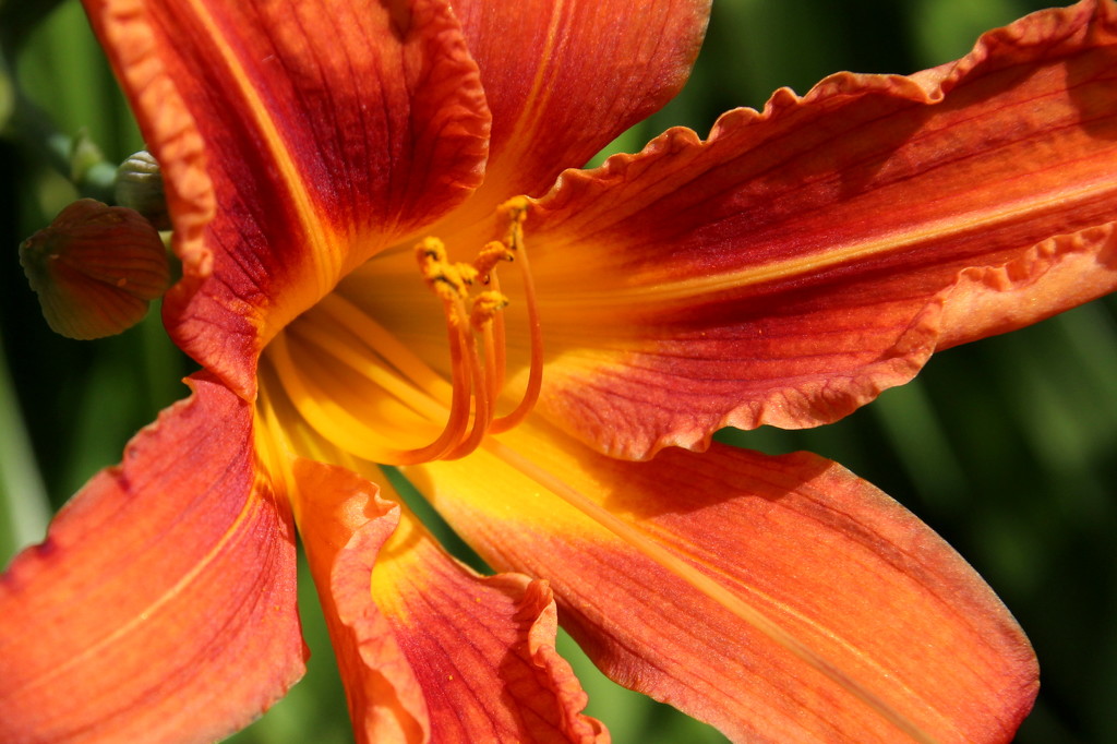 Day lily by busylady