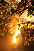 14th Oct 2014 - morning light