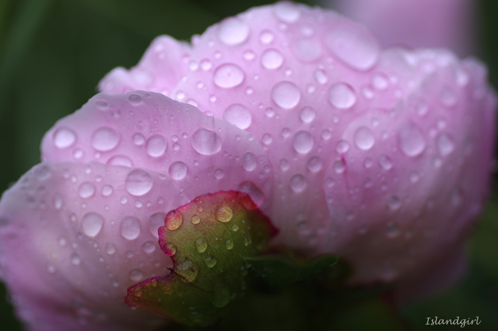 Peony in the rain by radiogirl