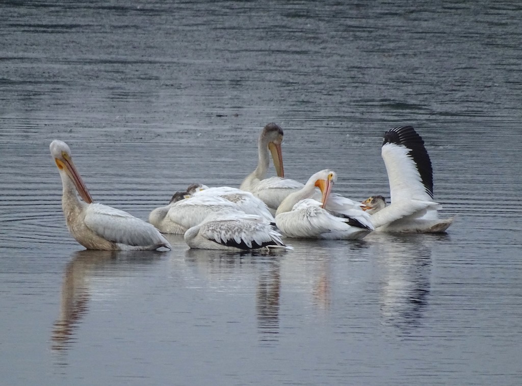 For the Record Shot:  American White Pelicans by annepann