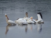2nd Jul 2015 - For the Record Shot:  American White Pelicans
