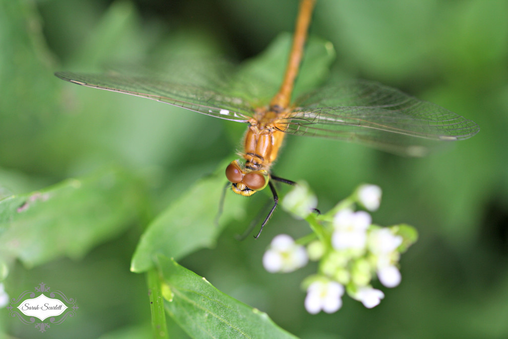 Dragonfly by sarahlh