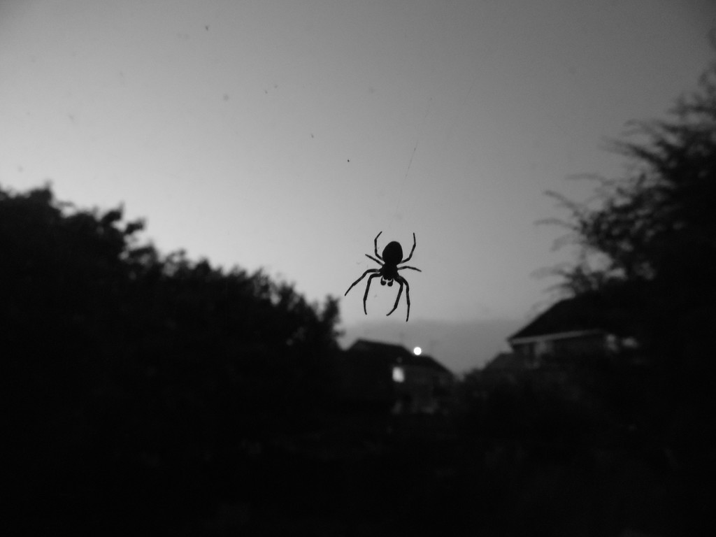 Spider attack! by dragey74
