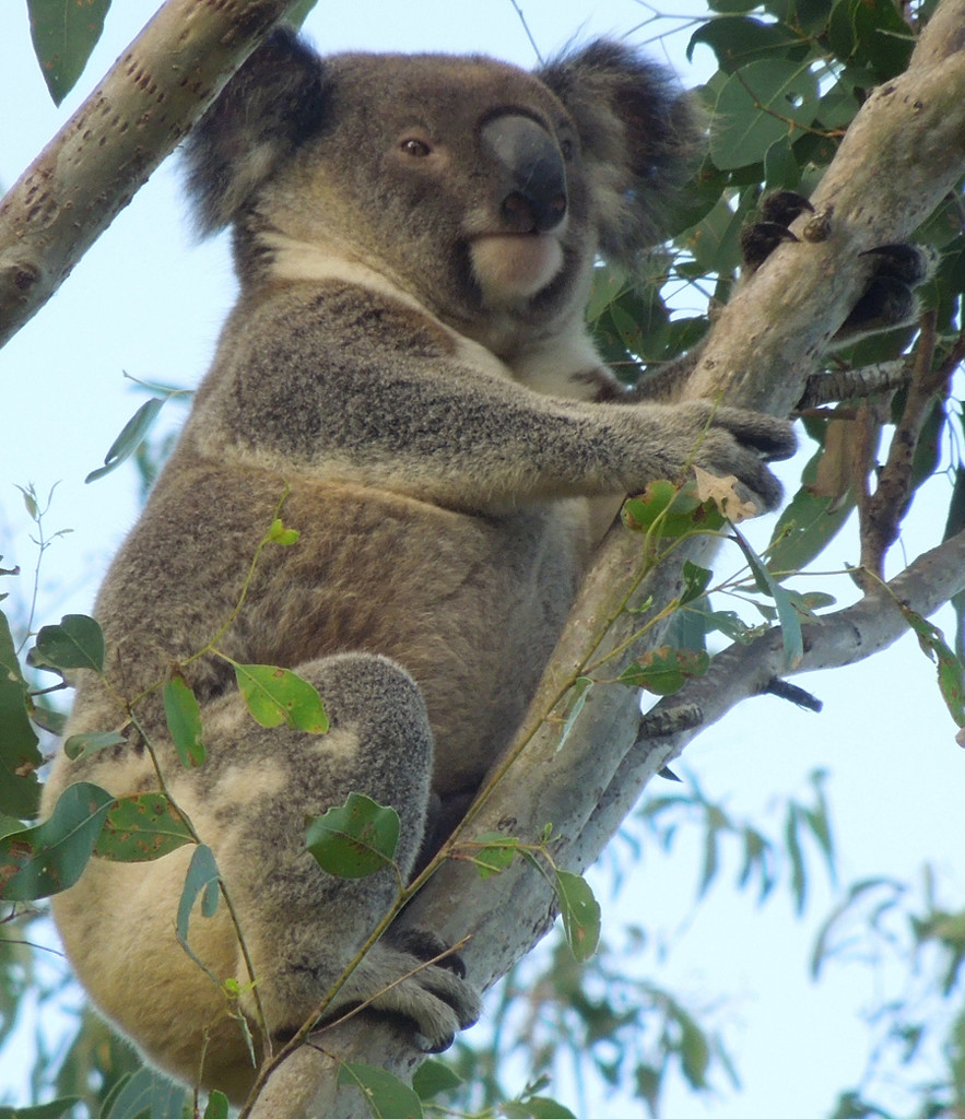 buddha belly by koalagardens