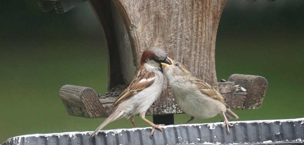 feeding the fledgling by amyk