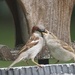 feeding the fledgling by amyk