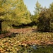 Lily Pad Ponds by lynne5477