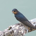 A Baby Swallow by snoopybooboo