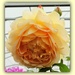 Old fashioned Cabbage rose  by beryl