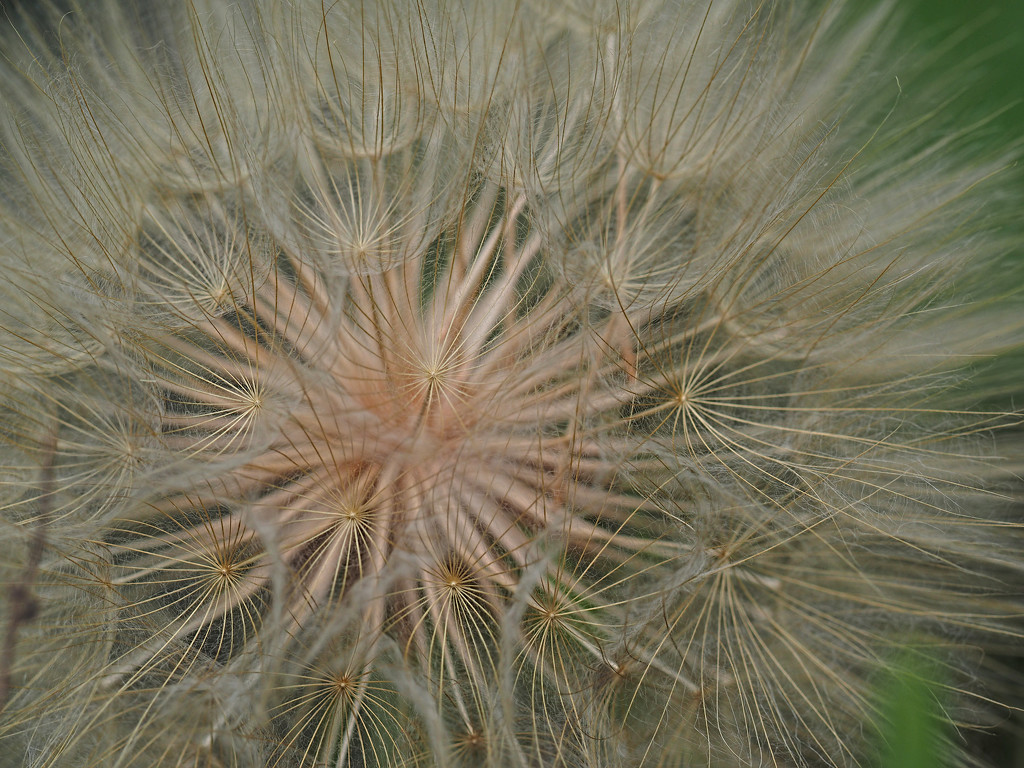 Seed Head by tosee