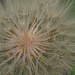 Seed Head by tosee