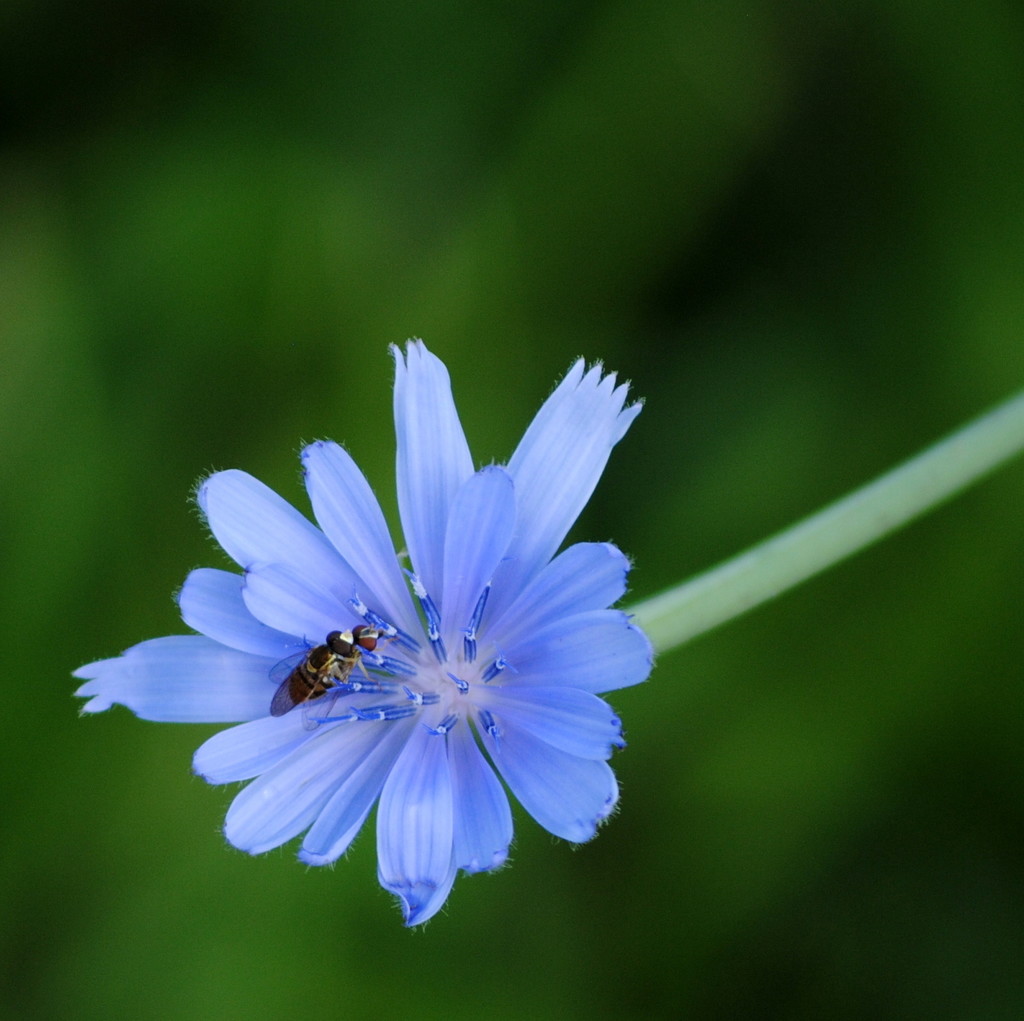 Dainty Blue Wildflower by genealogygenie