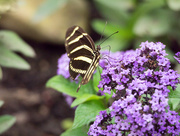1st Jul 2015 - Zebra Longtail Purple Flowers Sideview