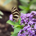 Zebra Longtail Purple Flowers Sideview by rminer
