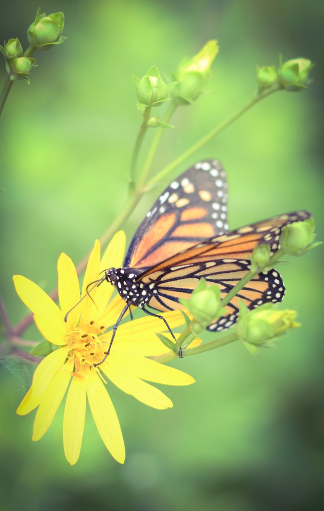 Monarch Butterfly  by mzzhope