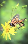 1st Jul 2015 - Monarch Butterfly 