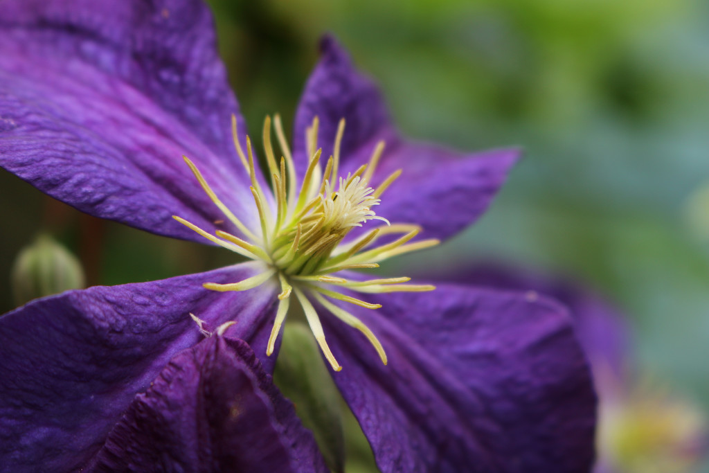 Clematis by nanderson