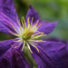 Clematis by nanderson
