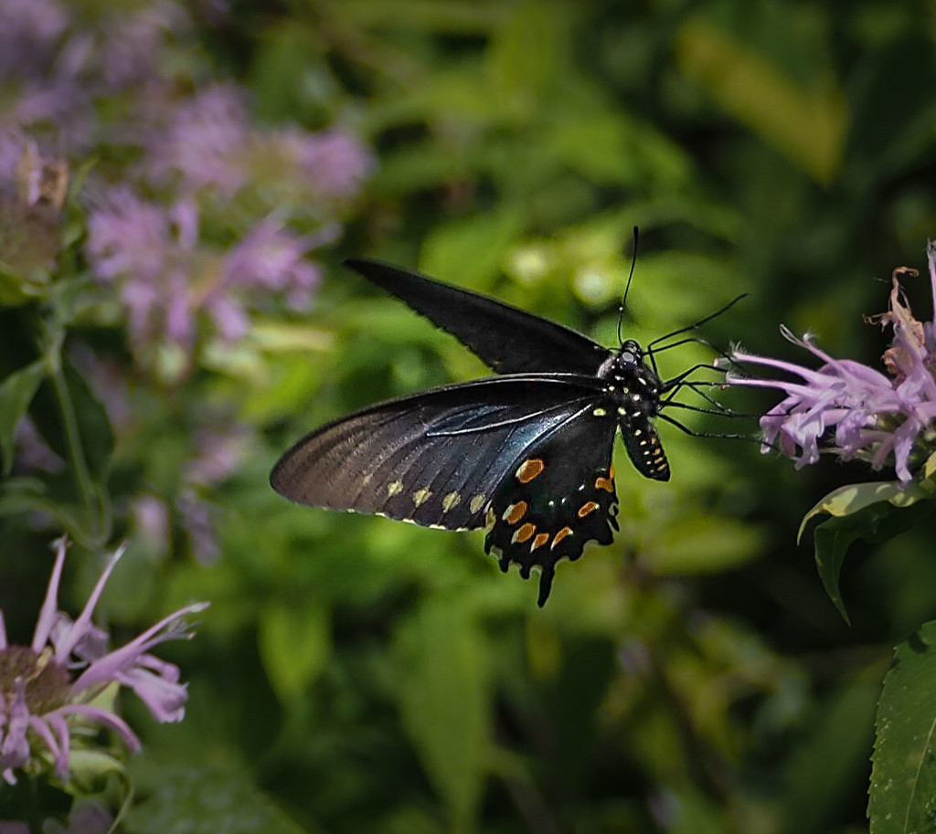 Butterfly Bush by rosiekerr