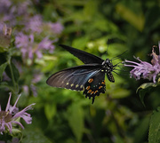1st Jul 2015 - Butterfly Bush