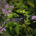 Butterfly Bush by rosiekerr