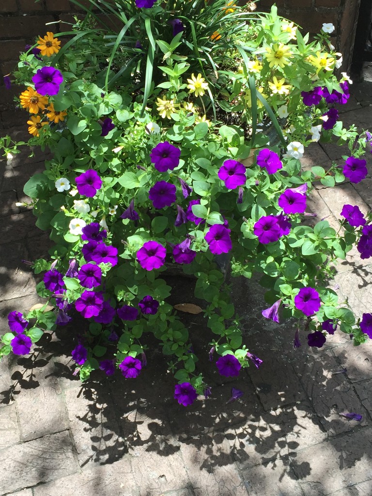 Petunias.   Flower containers such as this help make the College of Charleston campus even more beautiful. by congaree