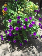2nd Jul 2015 - Petunias.   Flower containers such as this help make the College of Charleston campus even more beautiful.