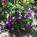 Petunias.   Flower containers such as this help make the College of Charleston campus even more beautiful. by congaree