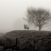 Merino in the mist by kiwinanna