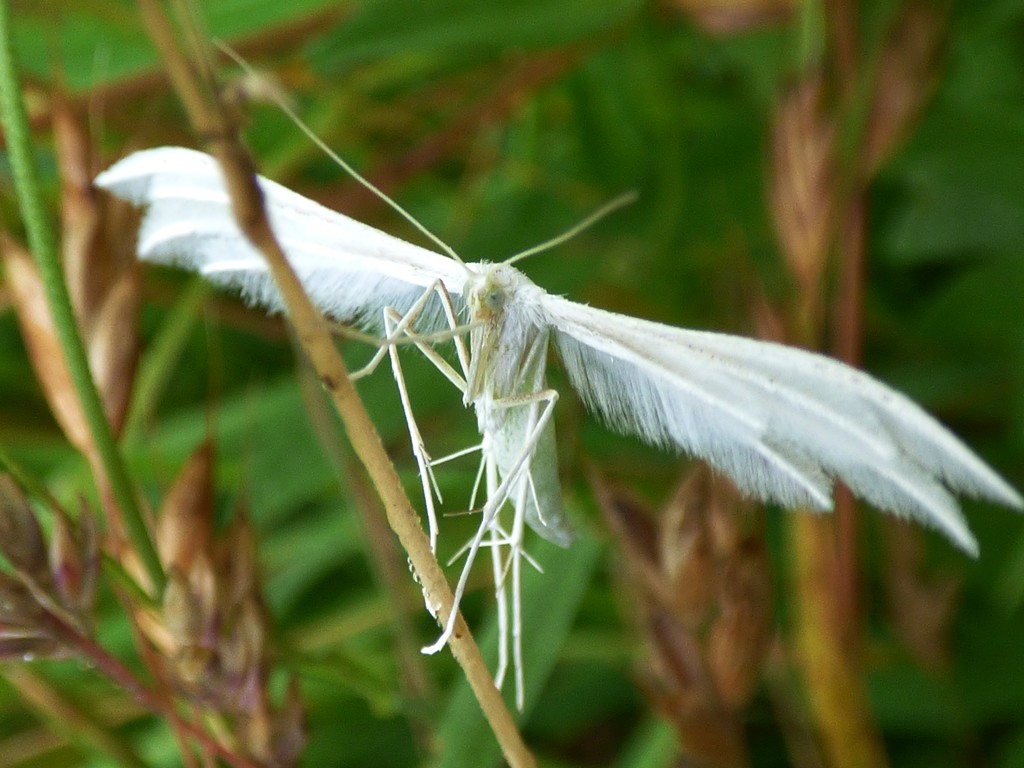 White Plume Moth (Pterophorus pentadactyla) by julienne1