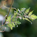fresh leaves by ingrid01