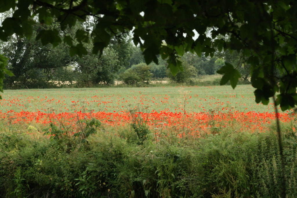 Poppy field by orchid99