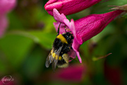 2nd Jul 2015 - Bumblebee