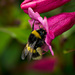 Bumblebee by elisasaeter