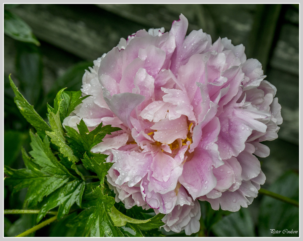 Peony by pcoulson