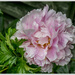 Peony by pcoulson